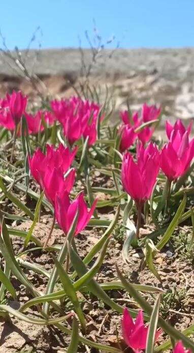 Konya’da doğa canlandı, kartpostallık bahar manzaraları çıktı 16